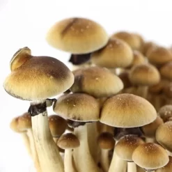 Mazatapec mushroom grow kit